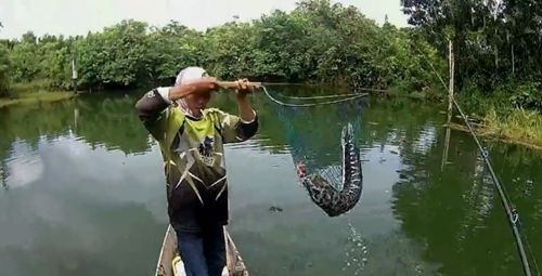 湖中钓到大鱼,取出鱼钩准备放生大鱼时周围来了一群小鱼,无解