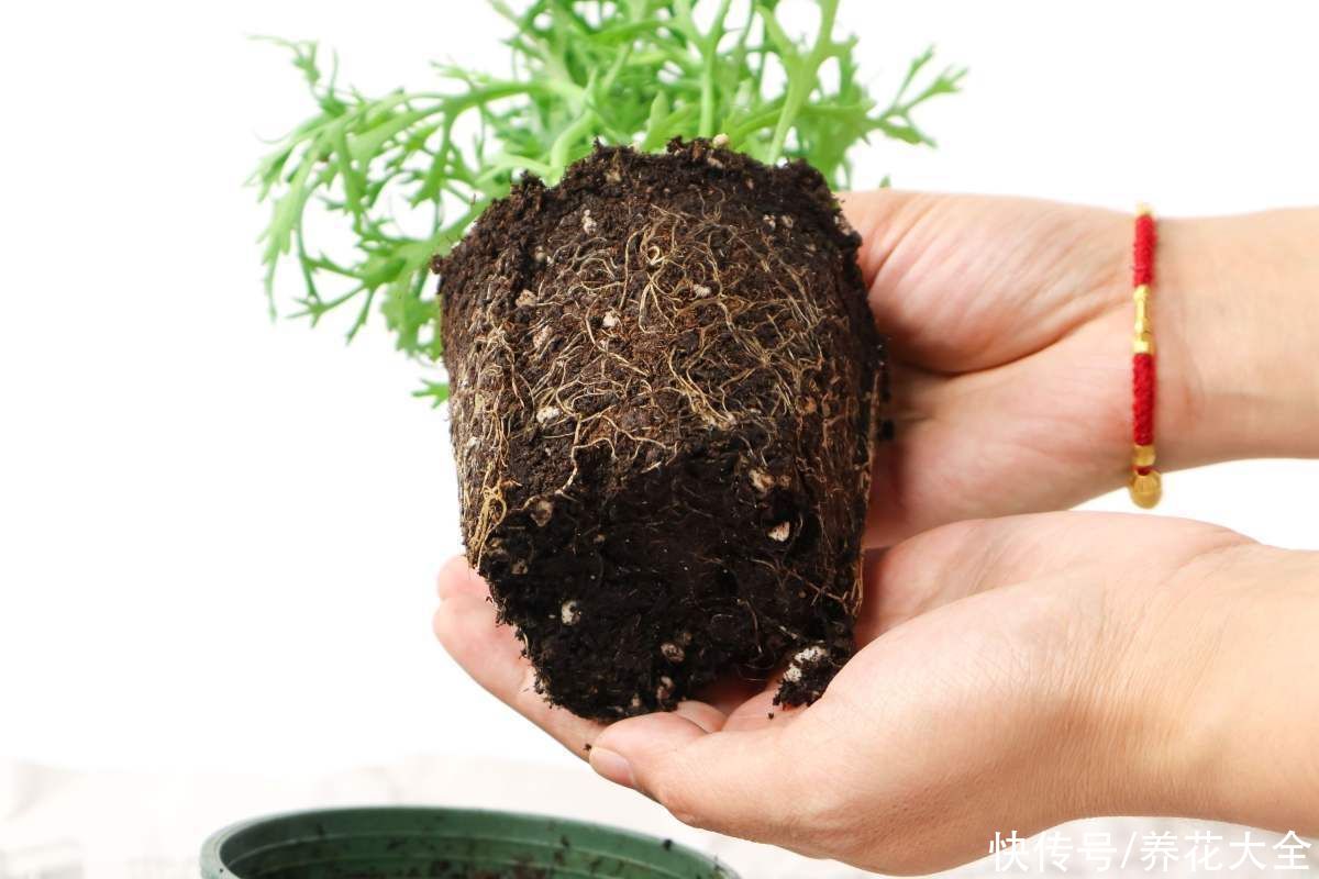 教程|给花换盆的详细教程，操作简单，完全不伤大白根