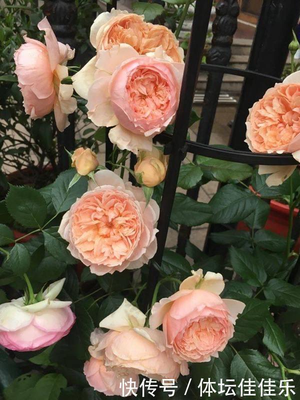 很经典的8种灌木月季,值得拥有,不要错过