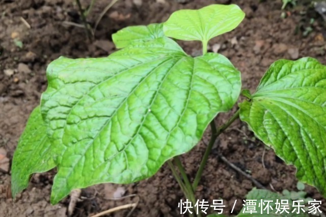 蛤蒌|农村一种“神奇”植物，能让臭肉变得香喷喷，而且药用价值很高
