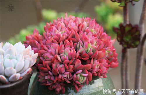 养多肉绮罗,做好几件事,完美逆袭,成为冬天的颜值担当!