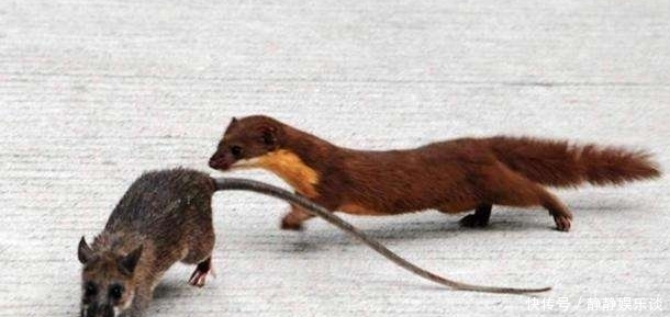黄鼠狼|老祖宗总说黄鼠狼不能杀,科学研究表明,还真不能杀