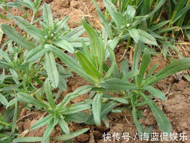 披针形|一种野草,酷似“面条”,价值比较大,可以煮面条吃,止血是一绝