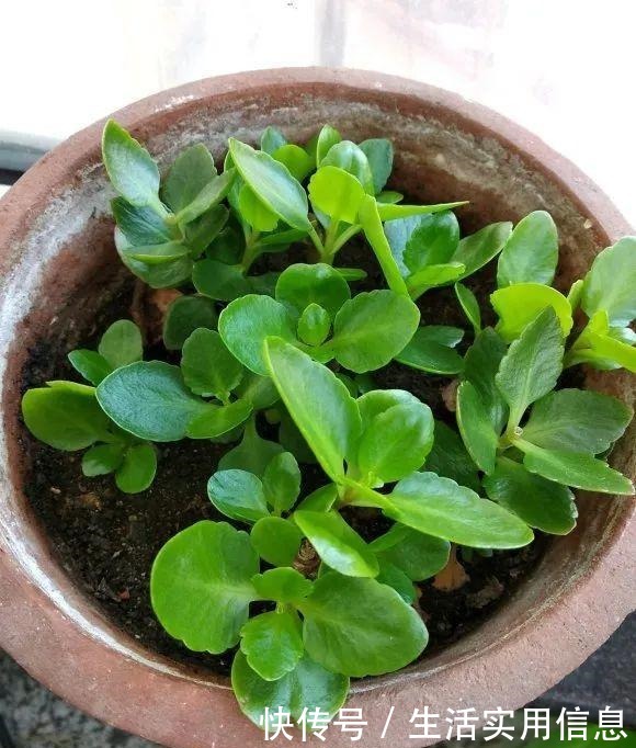 特欠剪的花,越剪越好看,花开不断!特欠剪的花,越剪越好看,花开不断!