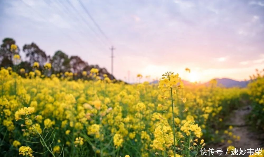 春游黟县丨最美赏花游攻略