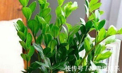 这9种花,特别适合新手养,越不浇水越爆盆,总有一款适合你!