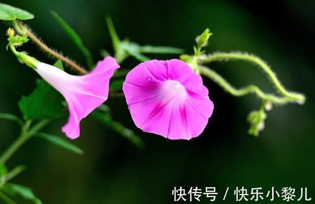 星座|2月中旬开始,情种发芽,良缘牵挂,4星座真爱沦陷,天长地久