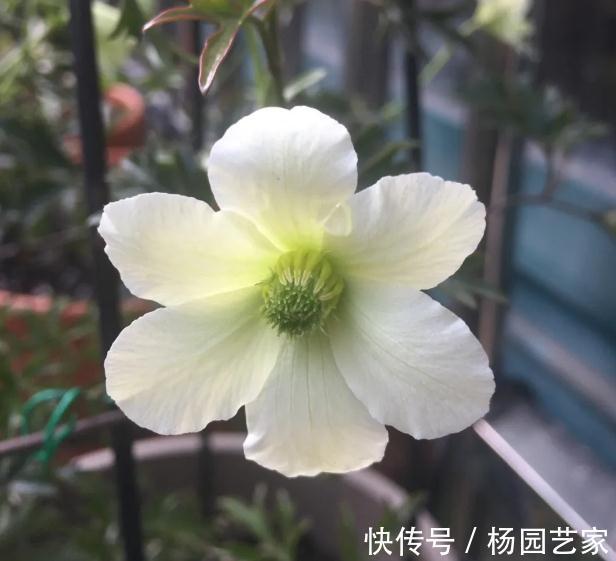 修剪|早春精灵—春早知，这也是开花机器哦