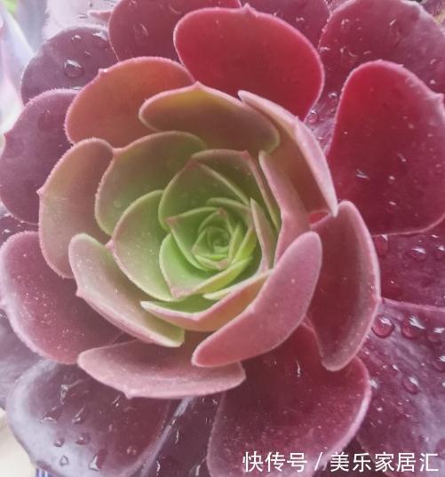 法师多肉脱落叶片严重,一定要注意