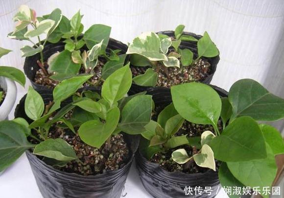 扦插月季、栀子花、三角梅,只用一个矿泉水瓶,插出满满大白根