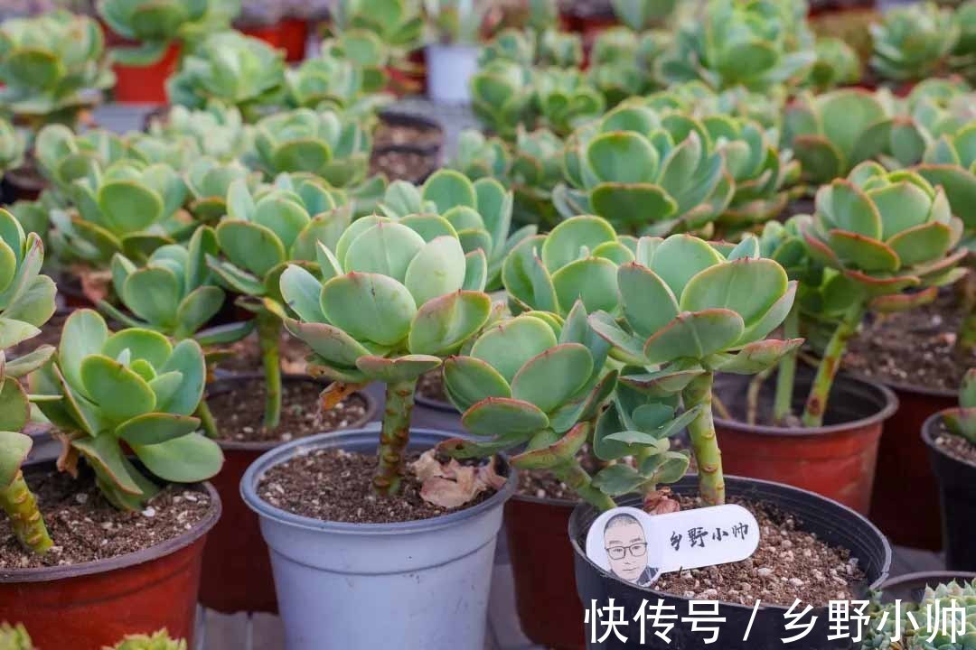 小帅|确认过眼神,遇上对的你,说说那些让人“一见钟情”的多肉