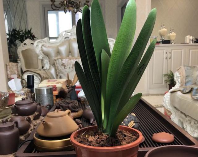 啤酒水兑点“它”，用来养君子兰，27天长“花芽”，叶片油亮！