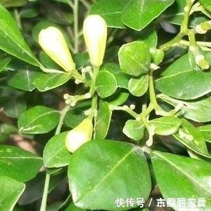 不要在家里错过这朵花花香闻起来比桂花好,容易生长好养护