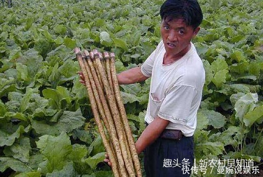 感冒灵|感冒别想着喝感冒灵,试试看农村这个野菜,效果更好