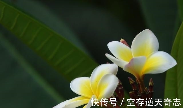 桃花运|8月桃花运逆袭，爱情不请自来，喜遇真爱，喜脱单