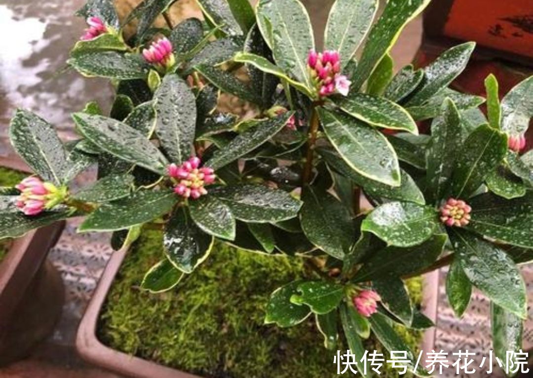 蟹爪兰|六种漂亮花，开花在冬天，家里养一盆，美观又大方