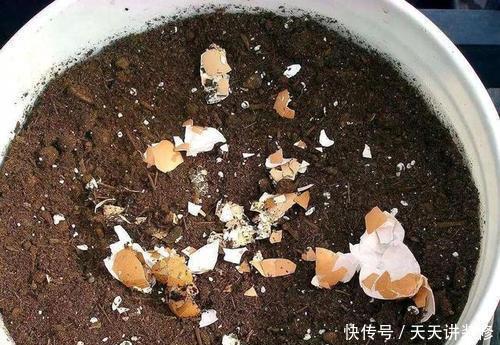 根系|你丢掉的鸡蛋壳,我用来养花,直接碾碎就能用,根系又粗又壮!