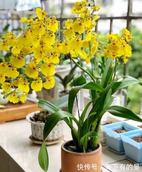 花友|3种花秋天“睡醒后”,及时喂点大补肥,才能长得壮开爆花