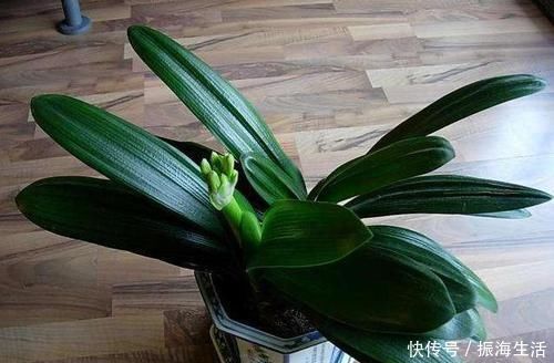 张大爷|张大爷养君子兰，白天喝口酒，晚上闷上头，20天窜出大花箭！