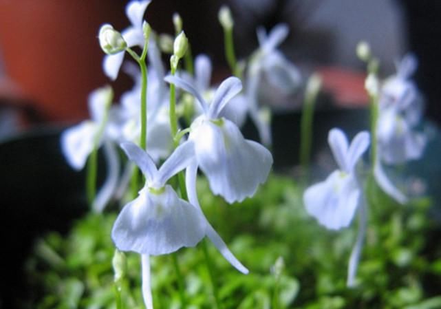 《天官赐福》灰灰画的新设定,花城是个蝴蝶精,谢怜的种类好萌!