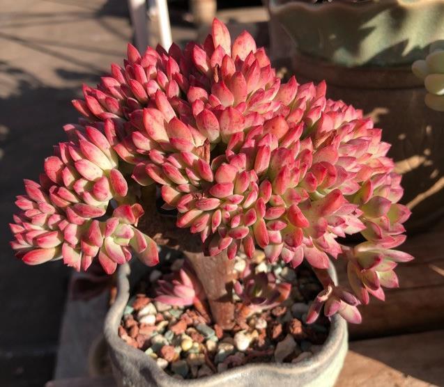 全面分析多肉植物黑腐的原因,清楚这些,不怕多肉养不活长不大