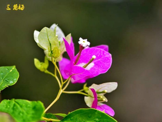 喜欢三角梅,不如养“珍品”金心双色,心如金丝,开花爆盆成花树