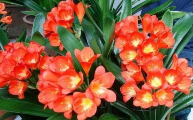 适合夏季养的花,好活易爆盆,花姿妖娆,花色迷人