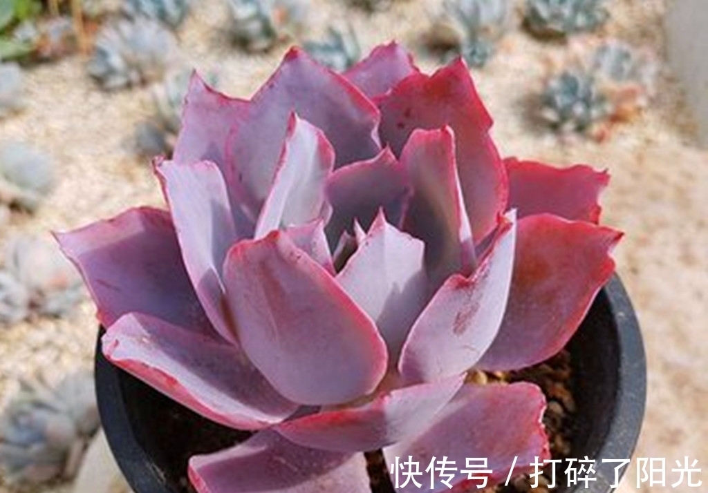 唐印|看到5种多肉,仿佛置身优美景色之中,满目都是美不胜收