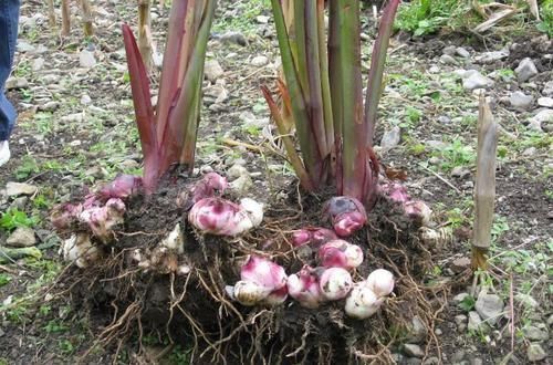 加工|亩产可达万斤,常用来提炼味精,炖鸡吃还可安神,现在很少见了