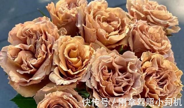 比较受欢迎的10款进口玫瑰花,一直都供不应求,你粉了吗