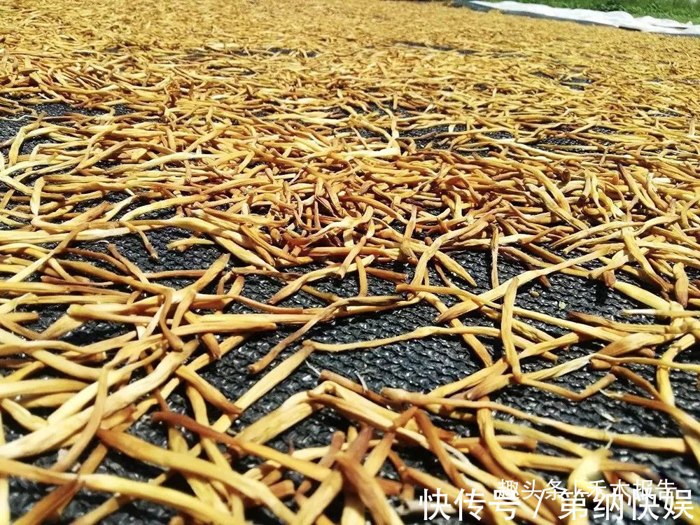 秋水仙碱|新鲜的有剧毒,晒干后却成高钙菜,一斤40元,6月采摘最好吃