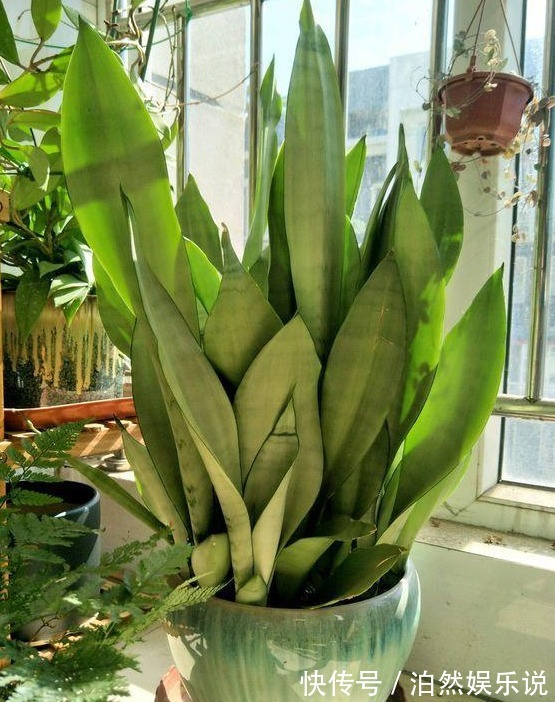 耐旱|5种客厅“懒人花”,耐阴又耐旱,天天不管它,挤出满盆大笋芽