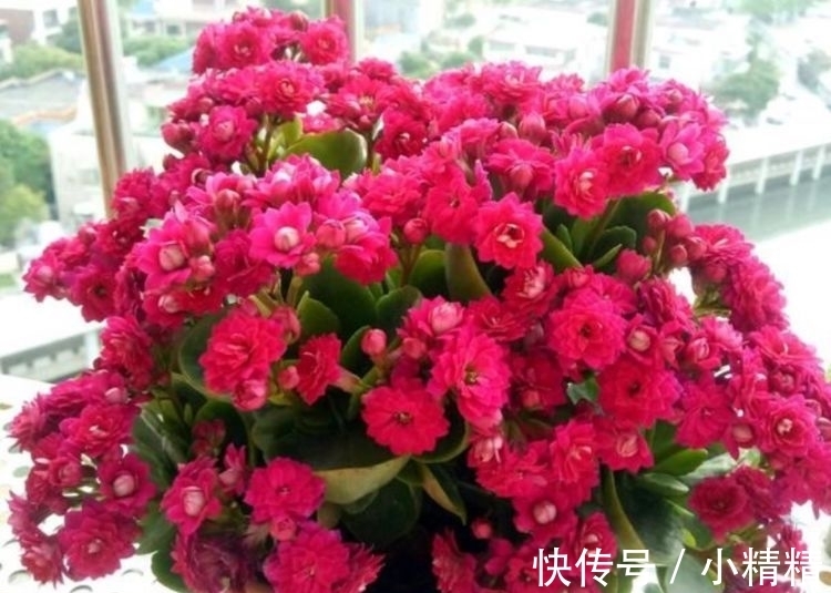 最适合新手养的花,沾土就能活,漂亮好养,还能散发清香