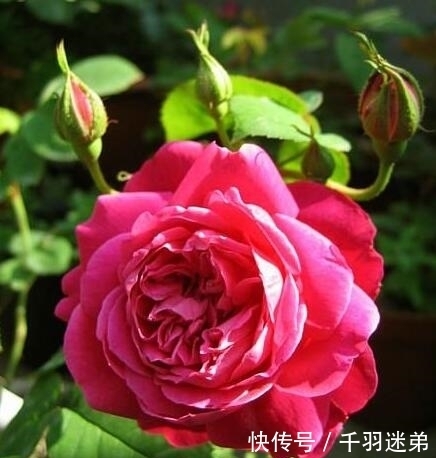 关键|婆婆养月季只选一种,好养抗性强,关键“爱”开花,比养欧月实在