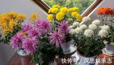 扦插|扦插“菊花”很简单,一点水泡一泡,10天大生根,飒飒秋风开满院