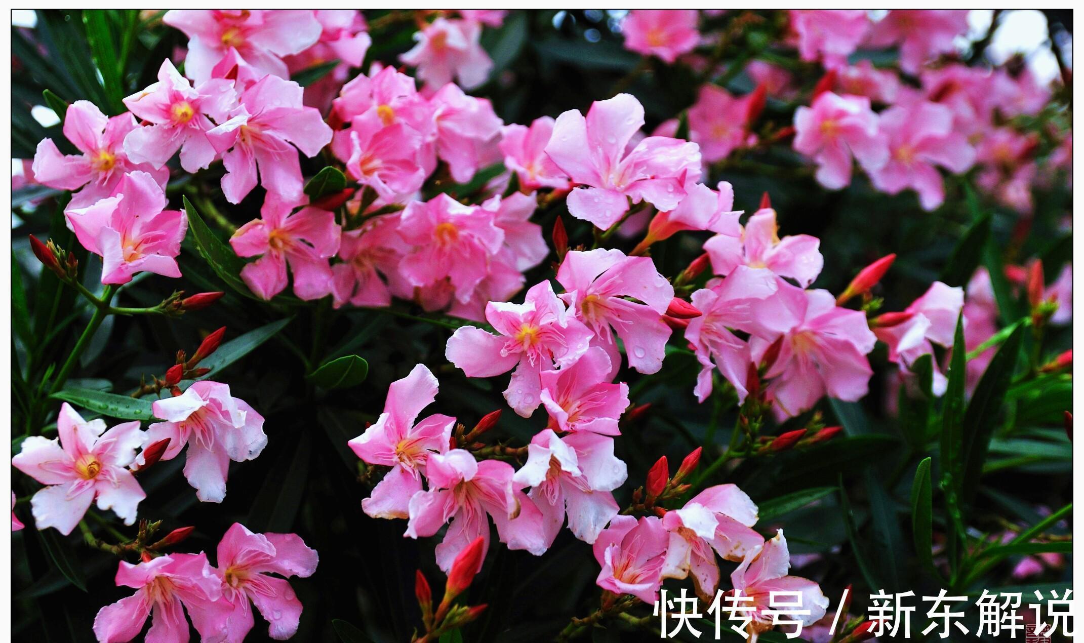 5种“毒花卉”,再漂亮也没用,家有孩子慎养,赶快丢到外面去