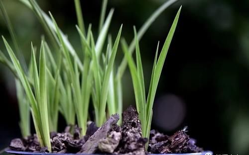 3月份养春兰和蕙兰，护花催芽两不误，有哪些技巧？