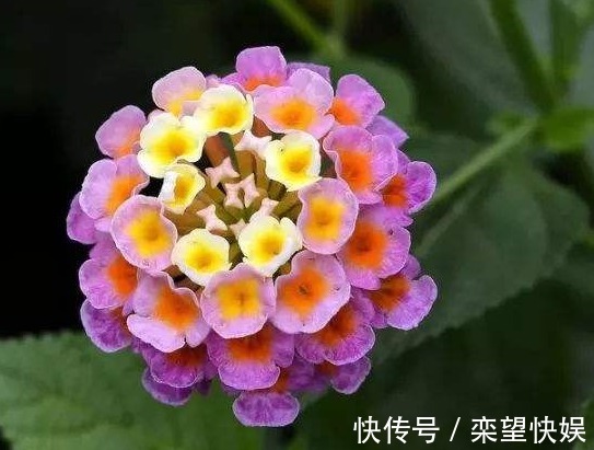 此花花色丰富多变，一天之内花色就会变化多端，象征着家庭和睦