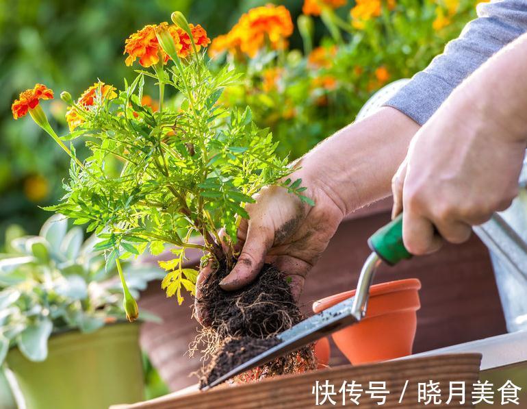 花卉换盆叶片容易发蔫，掌握3点换盆技巧，让花卉快速服盆