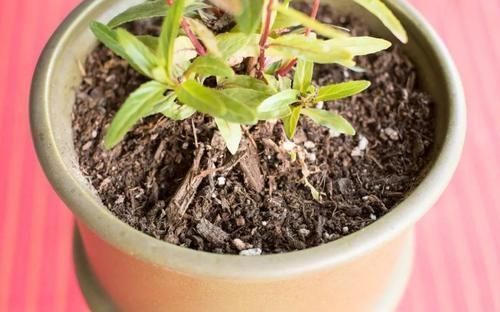 兰花|养花“达人”的“4不”规则,你知道吗?早点落实早受益