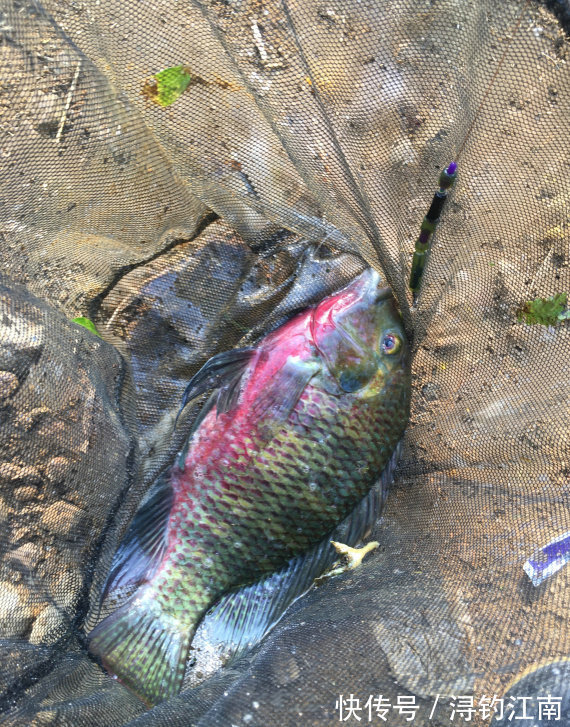你见过有翅膀的鱼吗?广州男子河湾钓鱼,水面忽然游来一条怪鱼,把他吓坏了