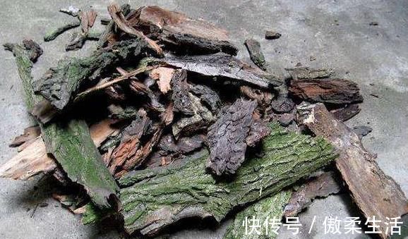 “树皮”放盆里兑水，变成“营养液”，给花卉浇1勺，冒白根