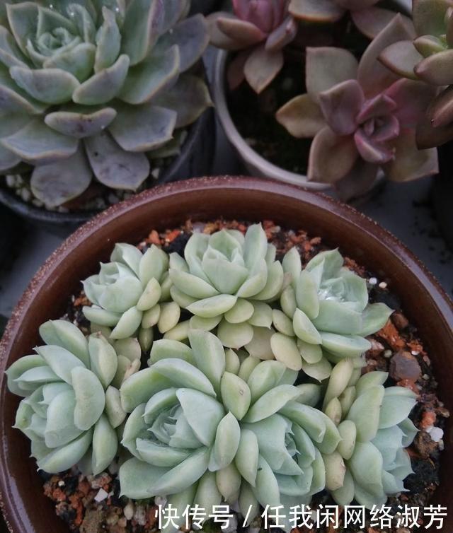 养多肉,不讲究,风风雨雨,依然安好