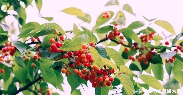 枝条|多种树木都想富!「三种树」随手掰一枝,插土生根,来年可以结果