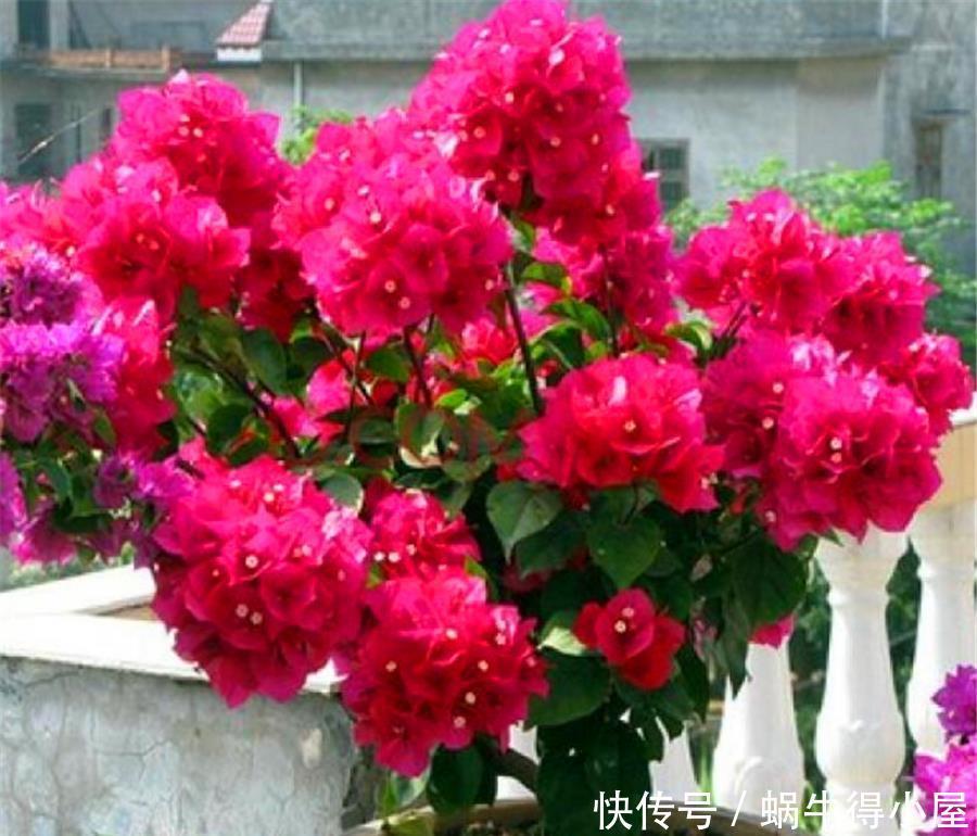 天气回暖,三角梅养护有妙招,早做3件事,花比叶子多,轻松爆盆