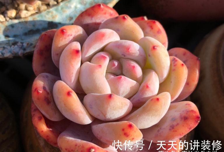 多肉防徒长的最佳方法只有一个——按部就班地养，它们才不会徒长