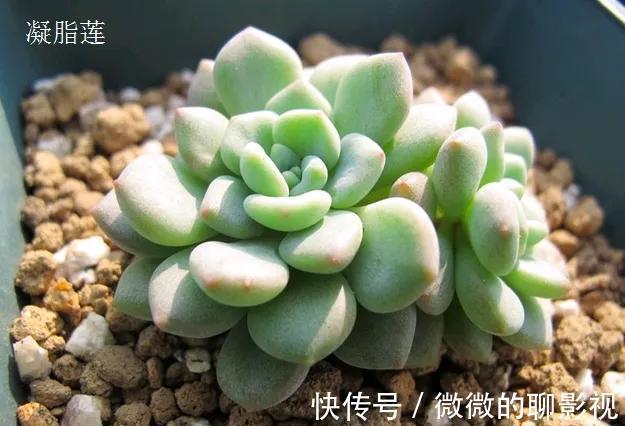 多肉中的高端货，甜美又可爱，浑身散发糖果香，你喜欢吗