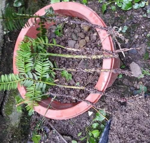 人称“植物大熊猫”,净化空气促健康,注意这5点红豆挂满枝!