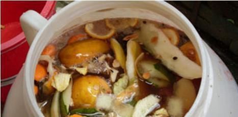 花肥|养花花肥不要钱,吃剩的“皮”丢瓶里,沤制30天,养啥都能长得旺