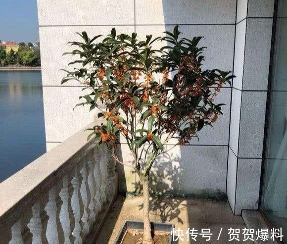 红红|家有五树，儿孙都富！有院子建议栽5种树，看花，收果，寓意吉利